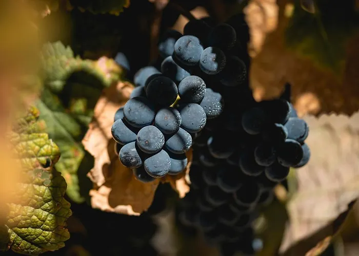 Landsted Quinta Sao Luiz The Vine House Douro